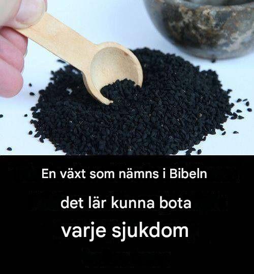 Läkeväxt från Bibeln: Ett tidlöst botemedel