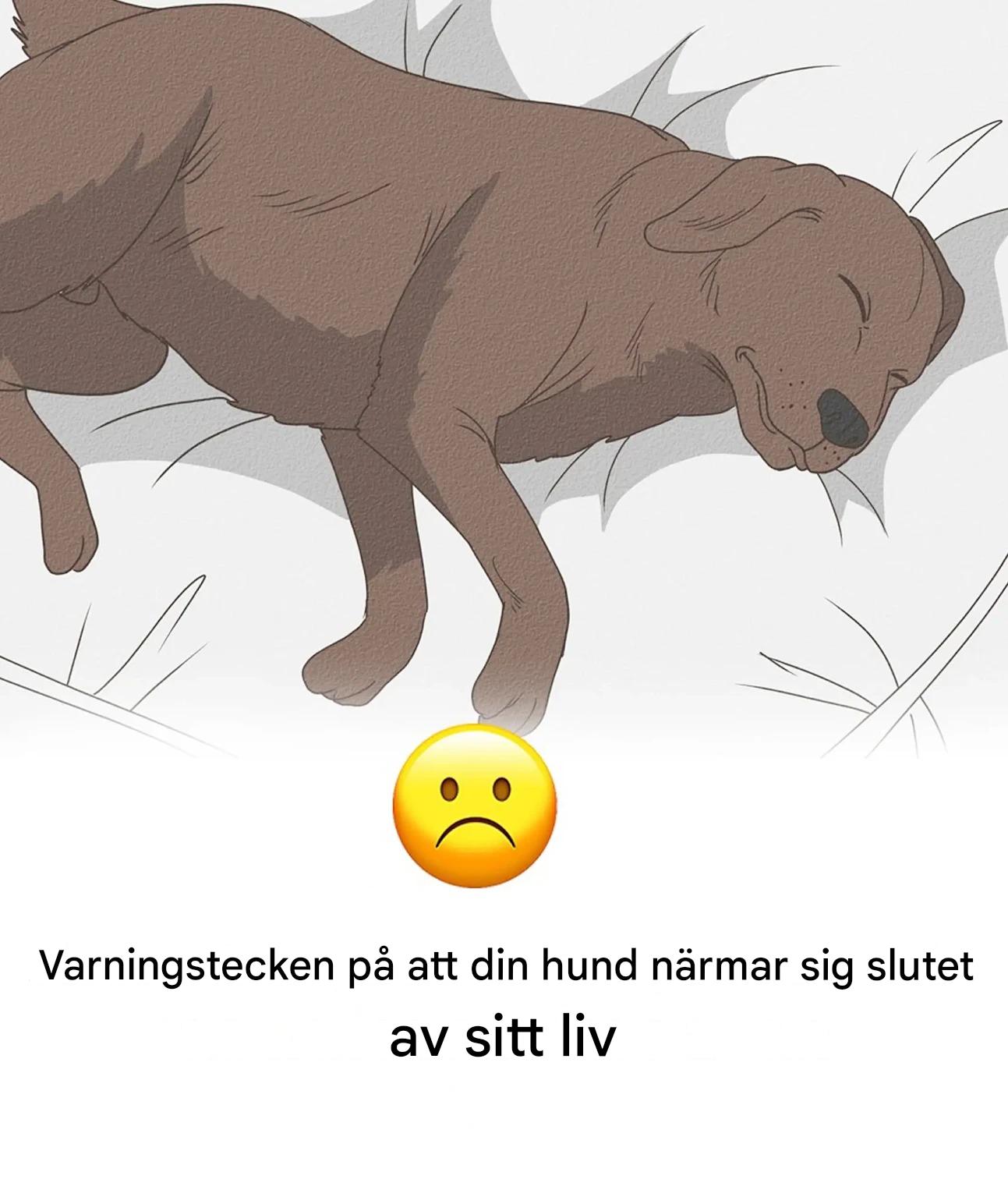 11 tecken på att din hund närmar sig slutet av sitt liv