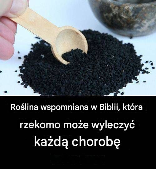 Läkeväxt från Bibeln: Ett tidlöst botemedel