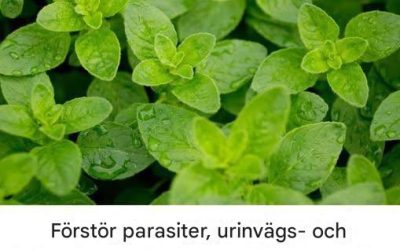 Det är en av de kraftfullaste växterna i världen.