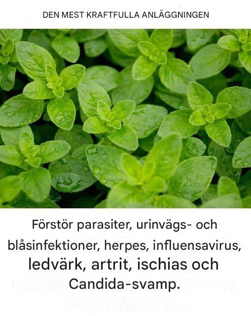 Det är en av de kraftfullaste växterna i världen.