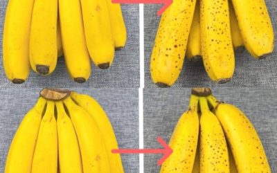 Inga fler ruttnande och svartnande bananer efter några dagar: med den här metoden håller de i 2 år.
