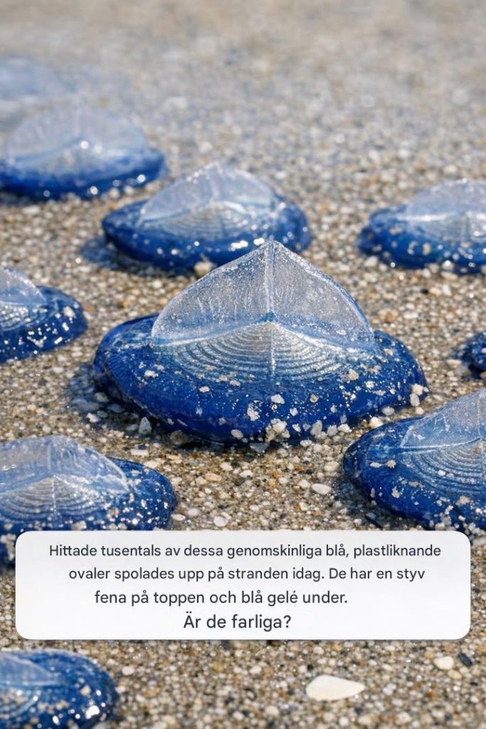 Hittade tusentals av dessa genomskinliga blå, plastliknande ovaler spolades upp på stranden idag. De har en styv fena på toppen och blå gelé under. Är de farliga?