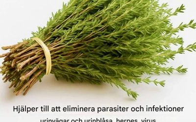 Timjan, en liten växt men ett effektivt botemedel, skyddar kroppen naturligt mot virus, parasiter och inflammation.