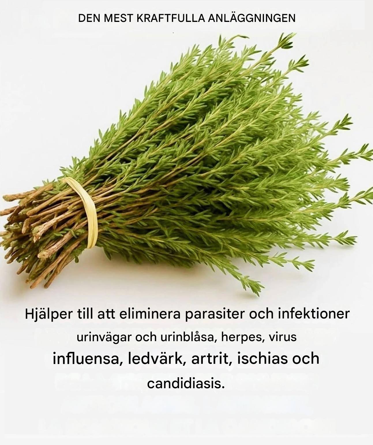 Timjan, en liten växt men ett effektivt botemedel, skyddar kroppen naturligt mot virus, parasiter och inflammation.