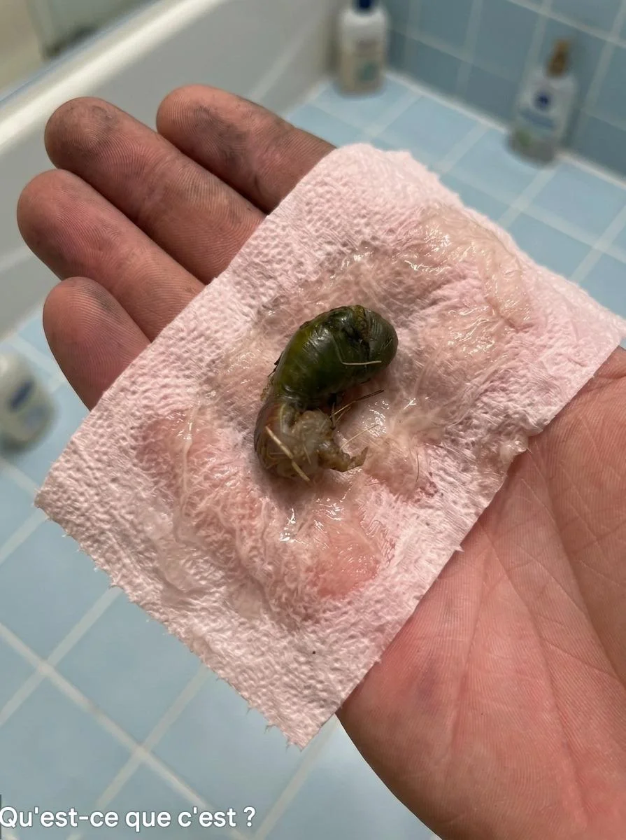 Vi hittade den här i badrummet. När jag såg den blev jag livrädd. Min man kom och hämtade den med en näsduk. Vi har stirrat på den i tjugo minuter och försökt lista ut vad det är. Är det någon som vet? Svaret finns i den första kommentaren.