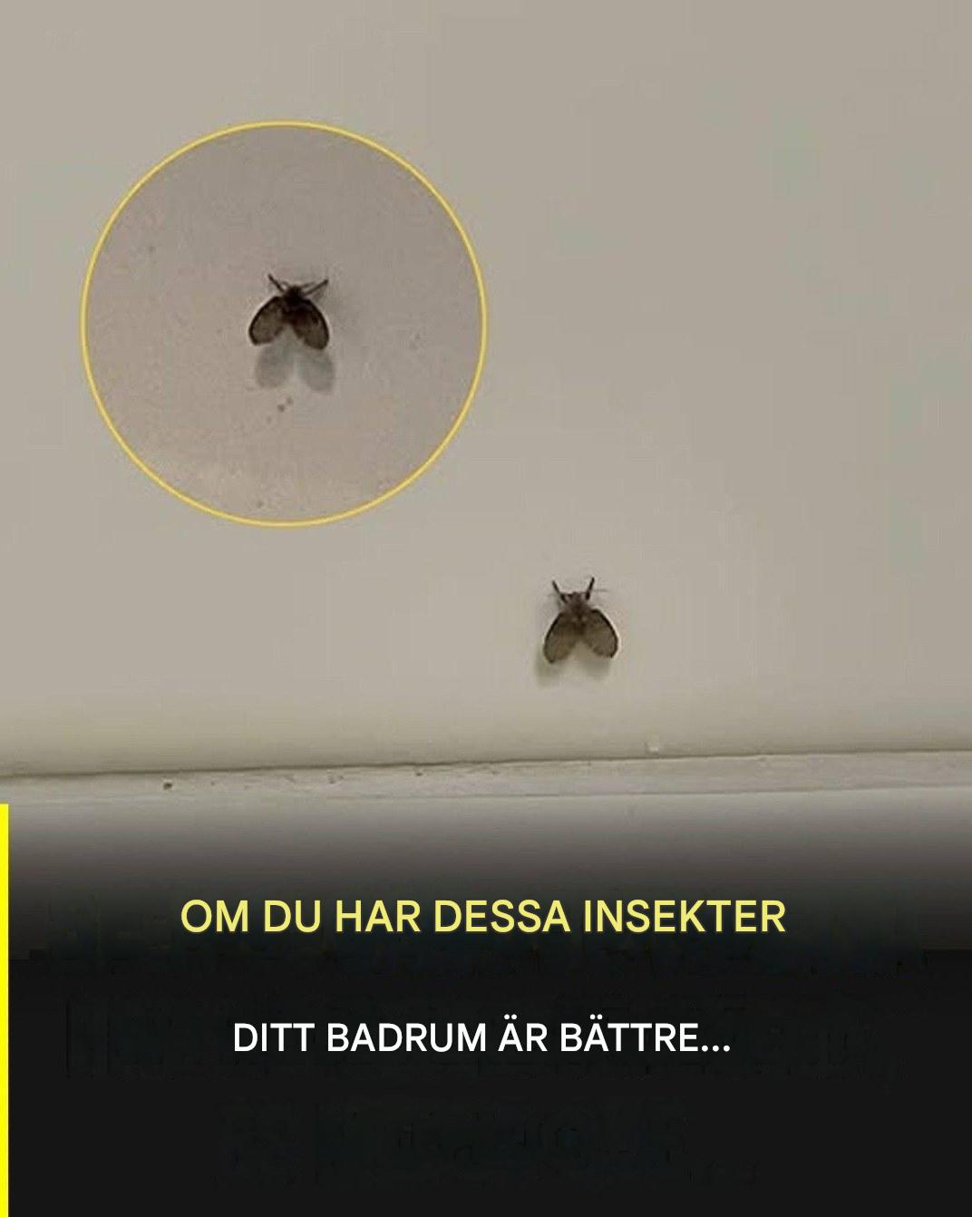 Badrumsflugan som dyker upp i många hem och vad som kan tyda på dess närvaro