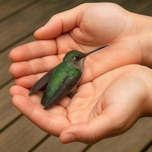 ✨ Om en kolibri kommer till ditt hus tror många att den har ett speciellt budskap
