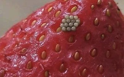 Vita maskar i jordgubbar? Vad händer när man blötlägger jordgubbar i saltvatten (och är de fortfarande säkra att äta)?