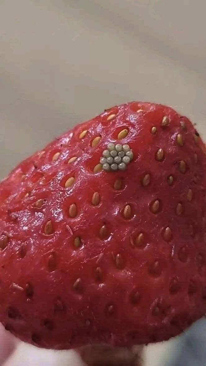Vita maskar i jordgubbar? Vad händer när man blötlägger jordgubbar i saltvatten (och är de fortfarande säkra att äta)?