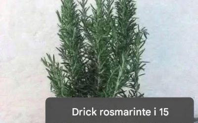 Det kallas naturligt morfin eftersom det lindrar muskel-, led- och reumatisk smärta. För att fortsätta få min