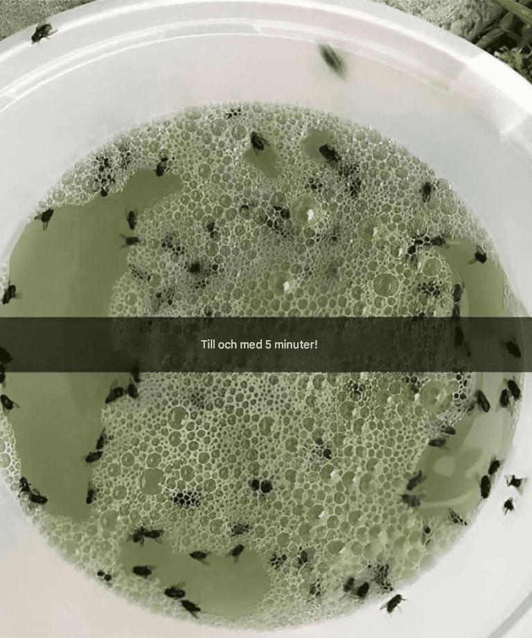 Säg adjö till irriterande insekter med detta hemgjorda, naturliga insektsmedel.