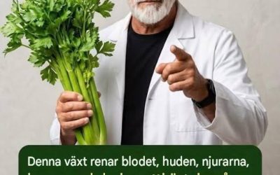 Sellerijuice för att rensa njurar, lever och lungor