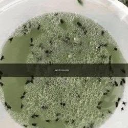 Säg adjö till irriterande insekter med detta hemgjorda, naturliga insektsmedel.