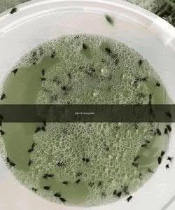 Säg adjö till irriterande insekter med detta hemgjorda, naturliga insektsmedel.