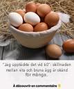 Skillnaden mellan vita ägg och bruna ägg är okänd för många.