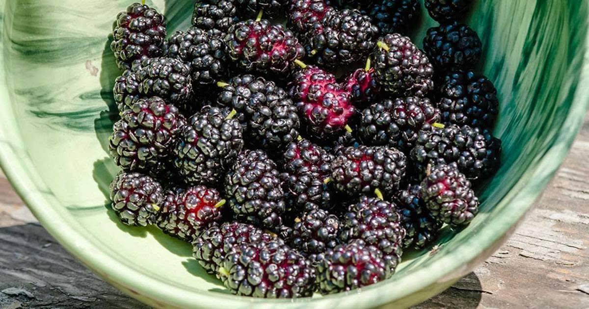 Morwa czarna: Reguluje ciśnienie krwi, poprawia wzrok, zapobiega nowotworom i łagodzi bóle głowy.