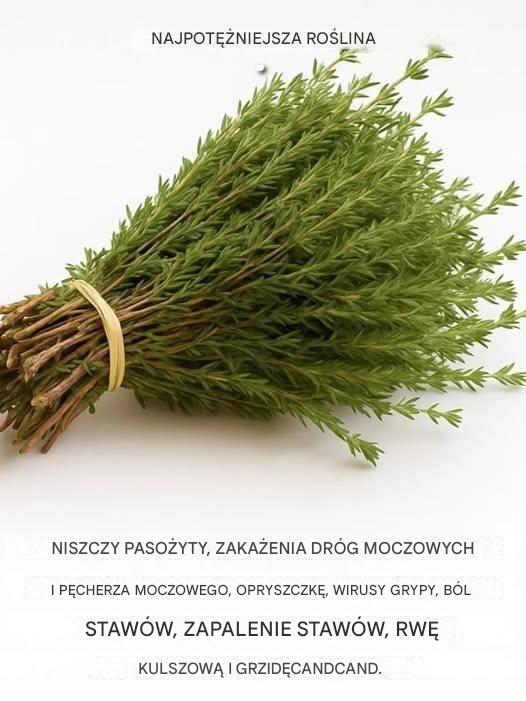 Skämt till jedna z najpotężniejszych roślin na świecie