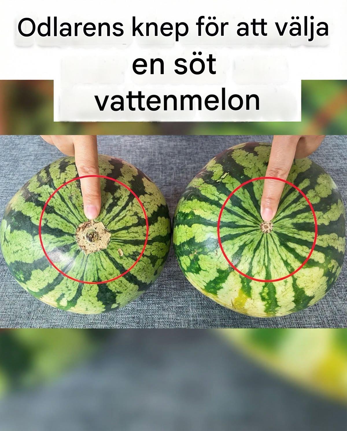 Är vattenmeloner söta? En titt här så vet du. Garanterat att hitta rätt varje gång, den gamla vattenmelonbondens metod fungerar verkligen.