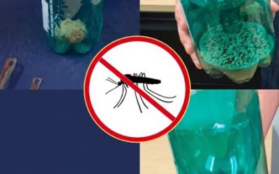 Det här hemmagjorda knepet håller flugor, myggor och kackerlackor borta för alltid – prova det i en timme