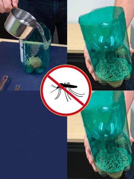 Det här hemmagjorda knepet håller flugor, myggor och kackerlackor borta för alltid – prova det i en timme