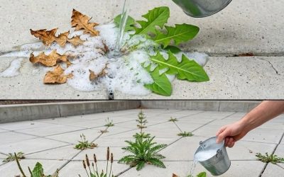 En naturlig och effektiv metod för ogräsbekämpning i hemmet