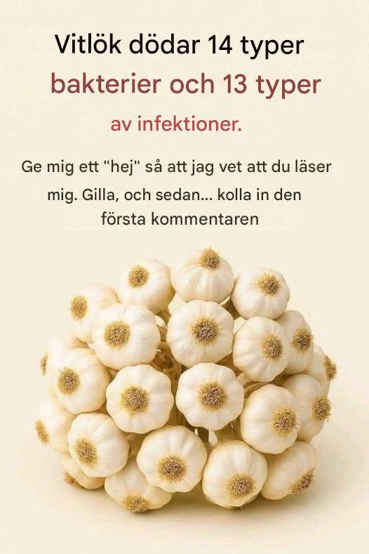 Är det sant att vitlök dödar 14 typer av bakterier och 13 typer