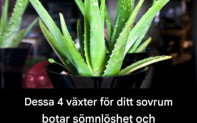Dessa 4 växter för ditt sovrum som naturligt främjar kvalitetssömn