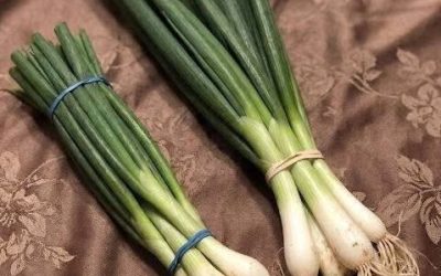 Förklara skillnaden mellan salladslök, salladslök, salladslök och gräslök