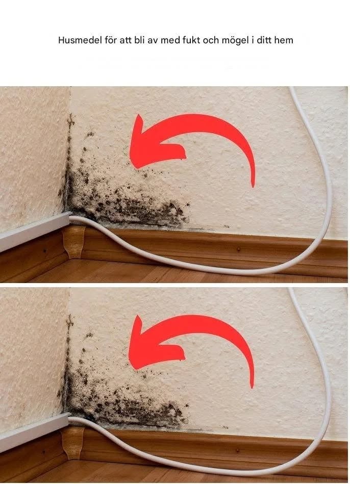 Husmedel för att bli av med fukt och mögel i ditt hem