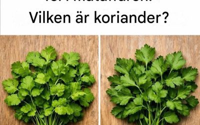 90 % av alla i mataffären gör fel. Vilken är koriander?