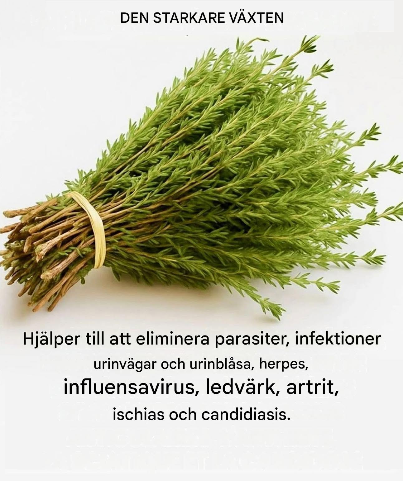 Timjan, denna oansenliga buske som skapar ett naturligt skyddande nätverk mot virus, parasiter och inflammation