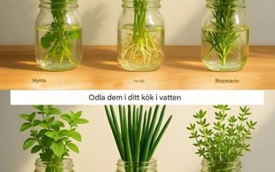 12 växter som växer och trivs i vatten, utan jord