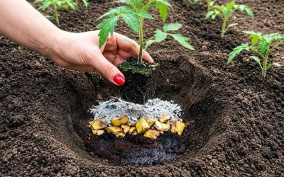 Plantera tomatplantor på det här sättet och DUBBLA din skörd – ett gammalt trädgårdsknep!