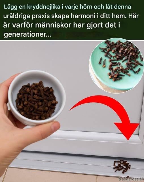Lägg en kryddnejlika i varje hörn av ditt hem – därför gör många det fortfarande