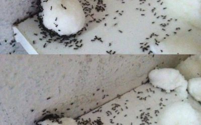Hur man avvisar myror utan kemikalier: Naturliga och effektiva botemedel