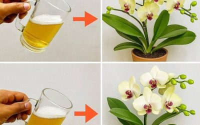 Häll en sked över orkidéns rötter! Plötsligt spricker varje blomknuta av otaliga blommor.