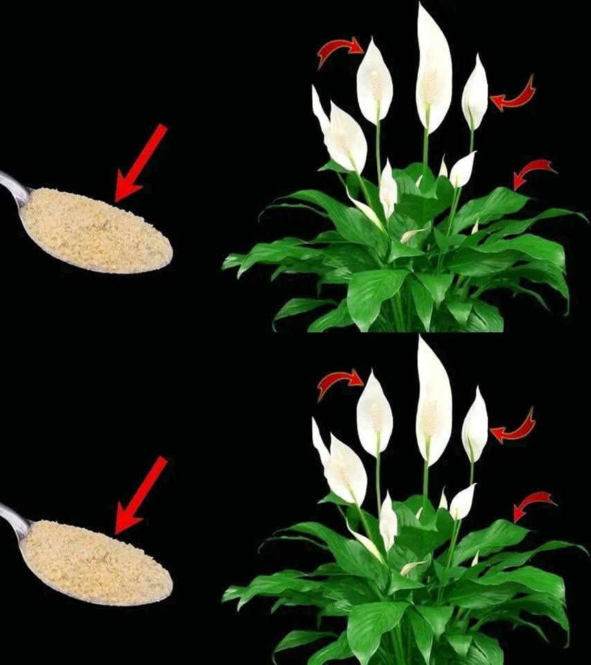 Hemligheten bakom en frisk fredskalla – enkla skötselråd för fler blad och vackrare växt