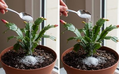 1 tesked räcker till varje blomma du har i ditt hem och blomningen är garanterad
