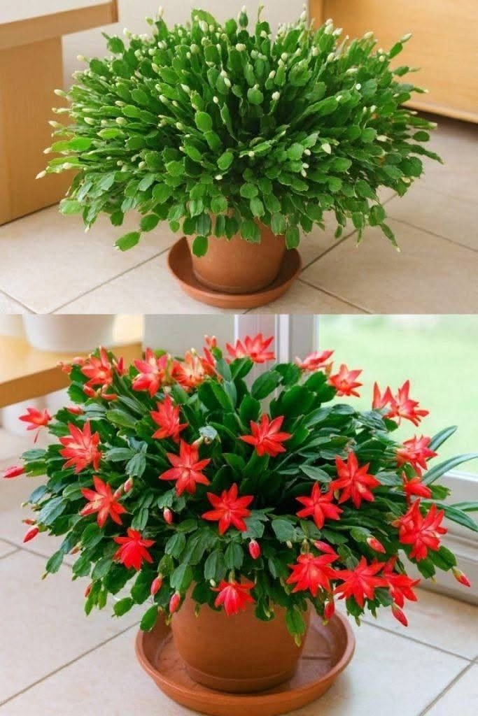 Så här får du din julkaktus att blomma med ett enkelt köksmedel