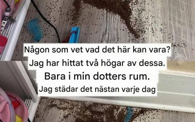 Någon som vet vad det här kan vara? Jag har hittat två högar av dessa i min dotters rum.