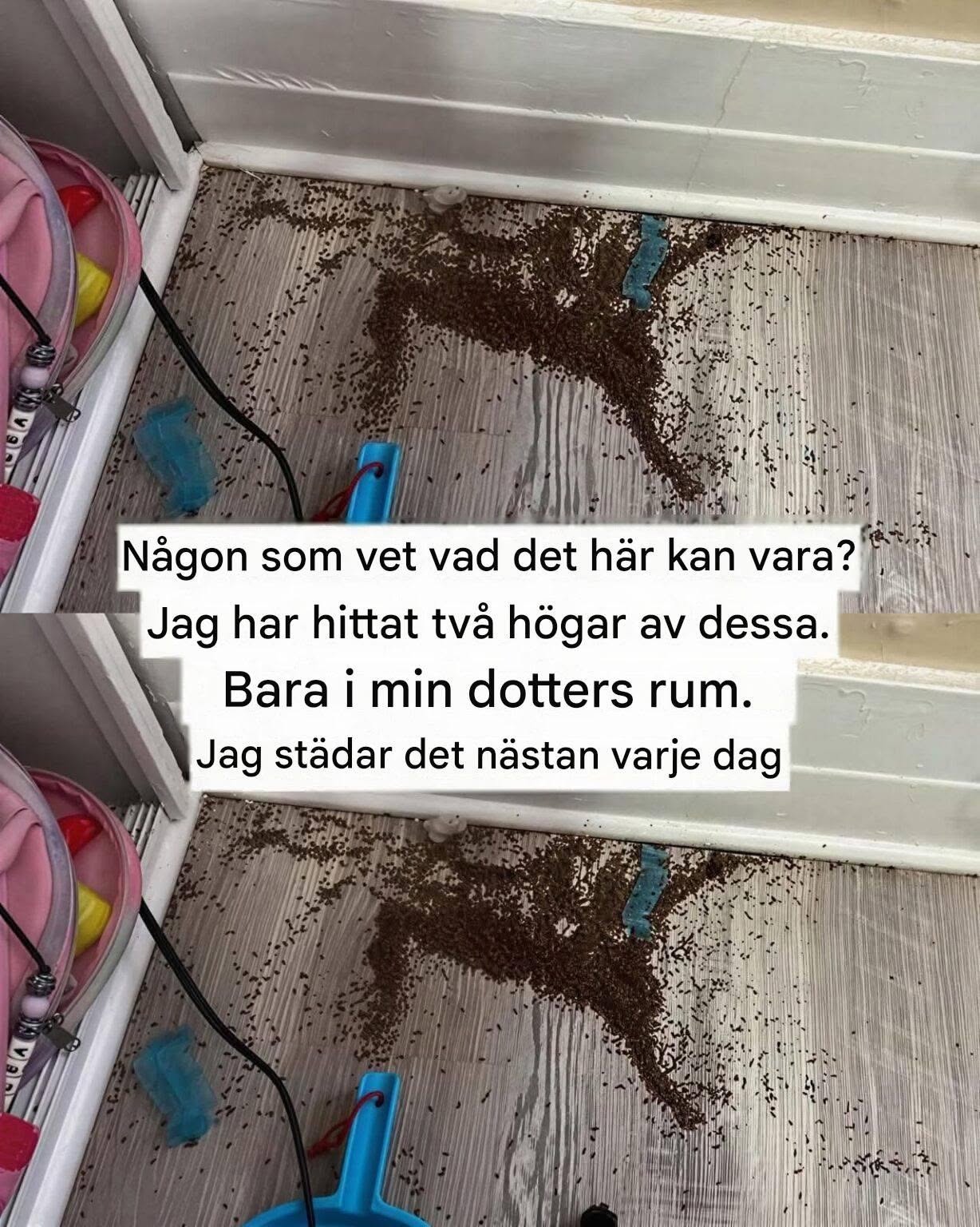 Någon som vet vad det här kan vara? Jag har hittat två högar av dessa i min dotters rum.
