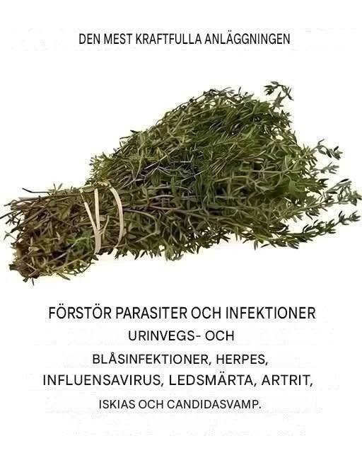 Det är en av de kraftfullaste växterna i världen.