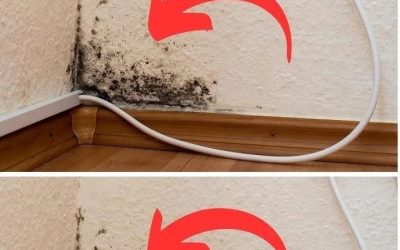 Husmedel för att bli av med fukt och mögel i ditt hem
