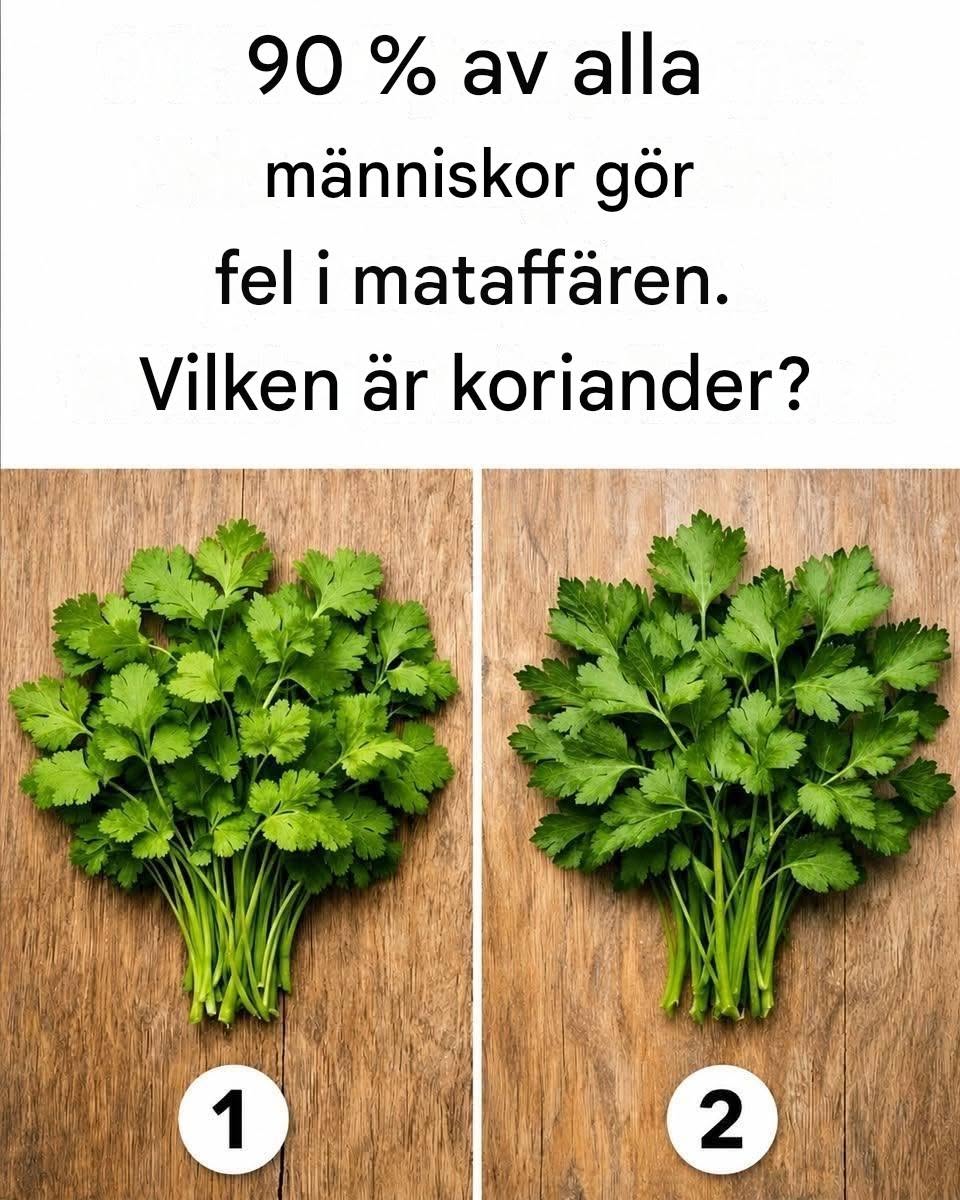 90 % av alla i mataffären gör fel. Vilken är koriander?