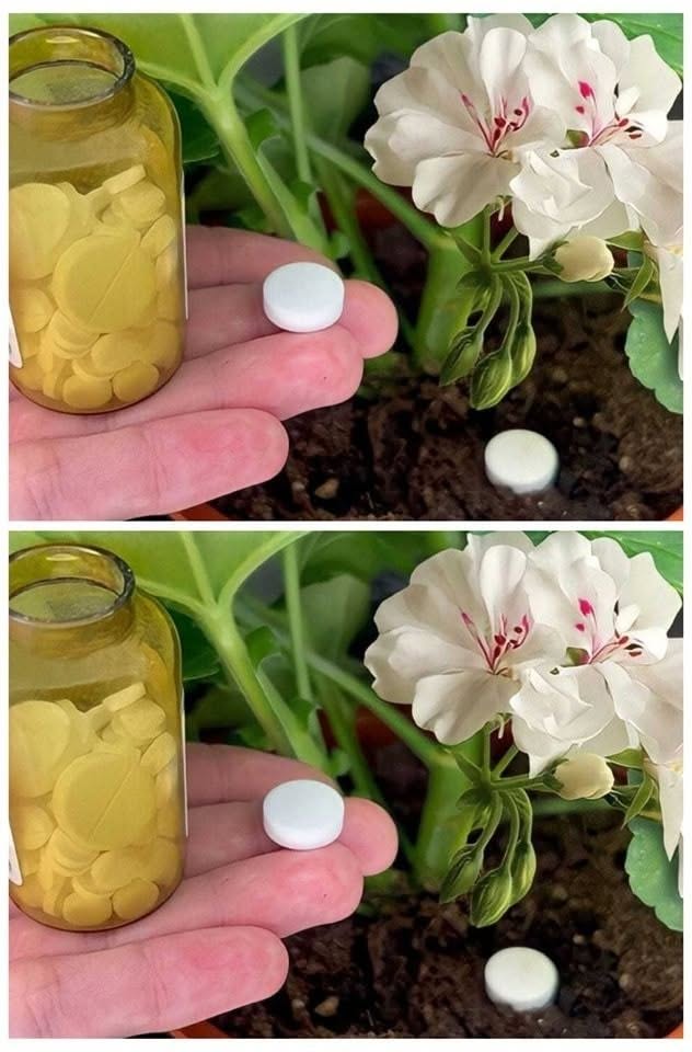 Därför blommar inte dina krukväxter – enkla tips som kan hjälpa dem att trivas igen