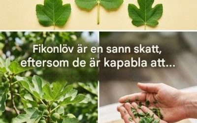 Fikonbladens dolda fördelar: ett naturligt botemedel mot diabetes, matsmältning och mycket mer