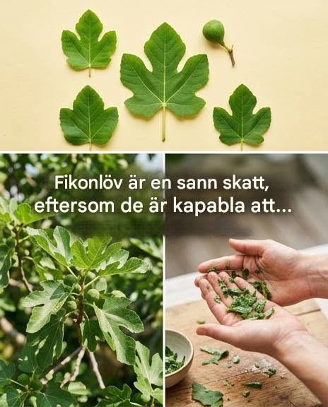 Fikonbladens dolda fördelar: ett naturligt botemedel mot diabetes, matsmältning och mycket mer