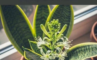 Hur man får sin ormplanta att blomma: Tips och tricks