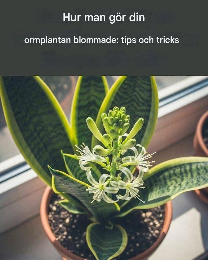 Hur man får sin ormplanta att blomma: Tips och tricks